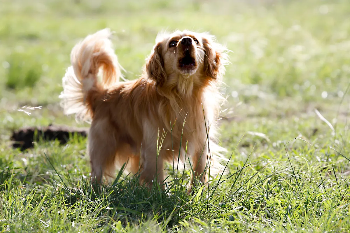 Warum Hunde bellen: Ursachen und Lösungen